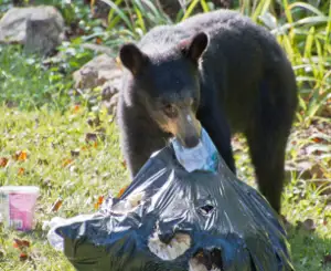 A Young Black Bear Eating Garbage From A Black Garbage Bag